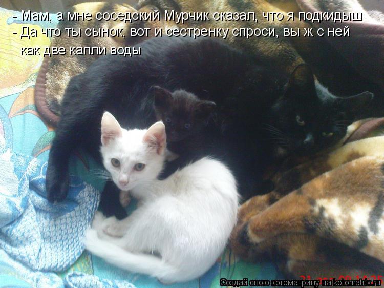 Котоматрица: - Мам, а мне соседский Мурчик сказал, что я подкидыш - Да что ты сынок, вот и сестренку спроси, вы ж с ней как две капли воды