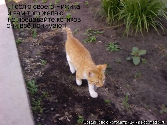 Котоматрица: Люблю своего Рижика и вам того желаю. не предавайте котиков! они всё понимают!