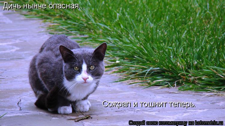 Котоматрица: Дичь нынче опасная... Сожрал и тошнит теперь.