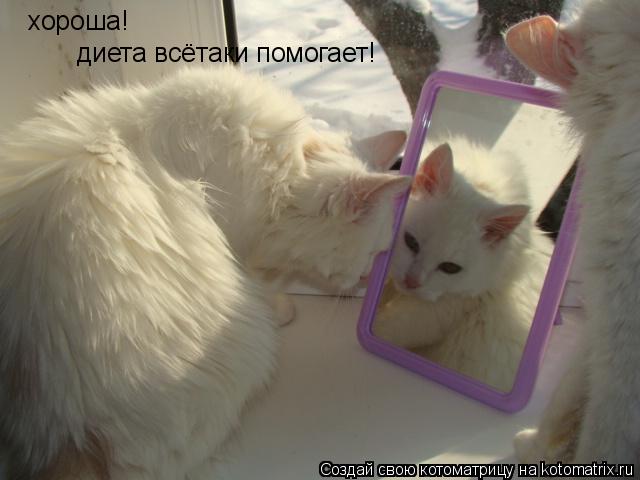 Котоматрица: хороша! диета всётаки помогает!