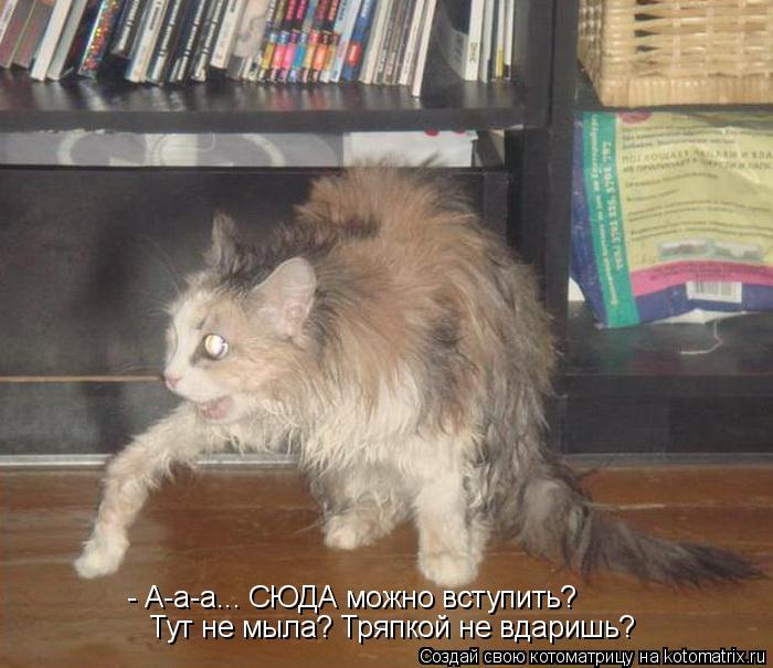 Котоматрица: - А-а-а... СЮДА можно вступить?  Тут не мыла? Тряпкой не вдаришь?