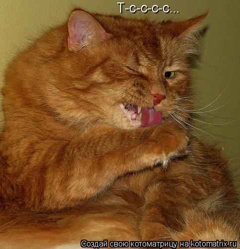 Котоматрица: Т-с-с-с-с...