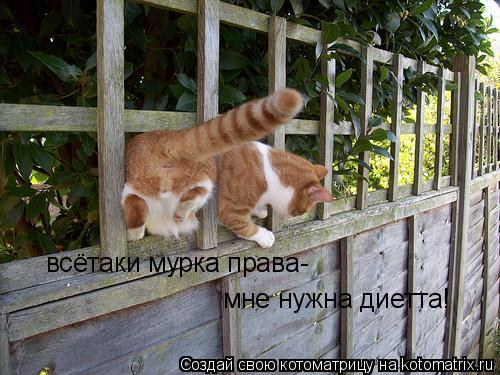 Котоматрица: всётаки мурка права- мне нужна диетта!