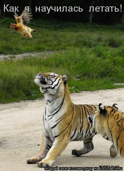 Котоматрица: Как  я  научилась  летать!
