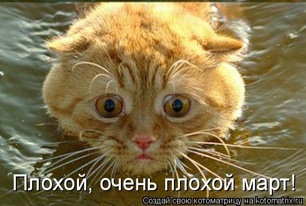Котоматрица: Плохой, очень плохой март!