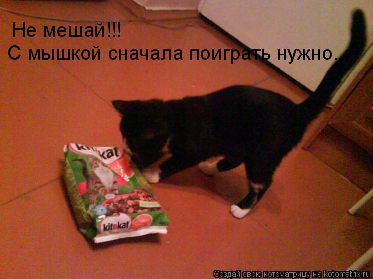 Котоматрица: Не мешай!!! С мышкой сначала поиграть нужно....
