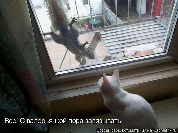 Котоматрица: Всё. С валерьянкой пора завязывать.