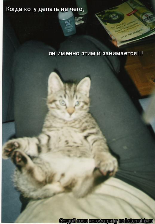 Котоматрица: Когда коту делать не чего,  он именно этим и занимается!!!