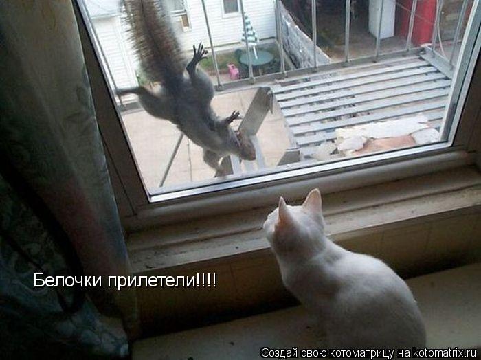Котоматрица: Белочки прилетели!!!!