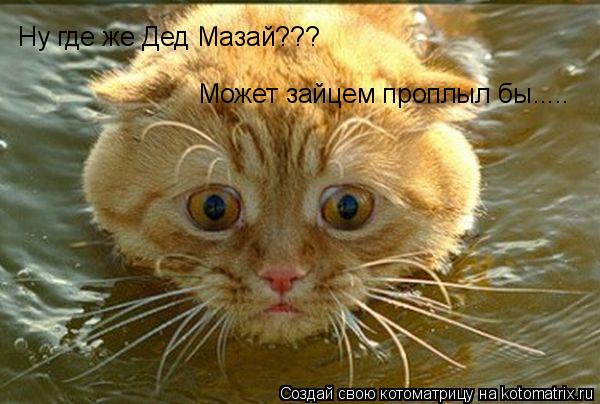 Котоматрица: Ну где же Дед Мазай???  Может зайцем проплыл бы.....