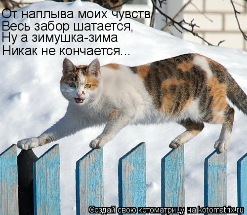 Котоматрица: От наплыва моих чувств Весь забор шатается, Ну а зимушка-зима Никак не кончается...