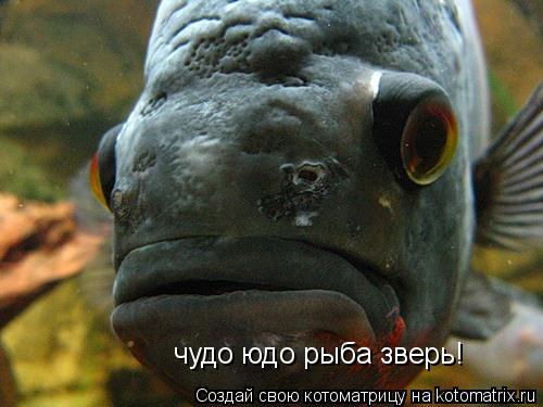 Котоматрица: чудо юдо рыба зверь!