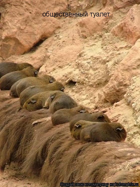 Котоматрица: общественный туалет.