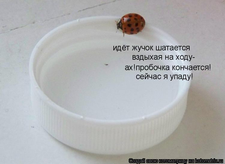 Котоматрица: идёт жучок шатается вздыхая на ходу- ах!пробочка кончается! сейчас я упаду!