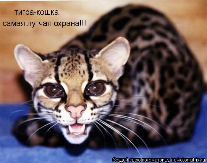 Котоматрица: тигра-кошка самая лутчая охрана!!!