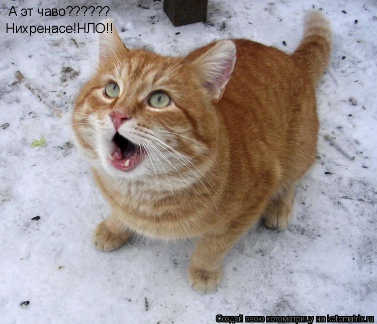 Котоматрица: А эт чаво?????? Нихренасе!НЛО!!