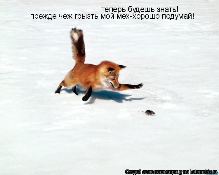 Котоматрица: теперь будешь знать! прежде чеж грызть мой мех-хорошо подумай!