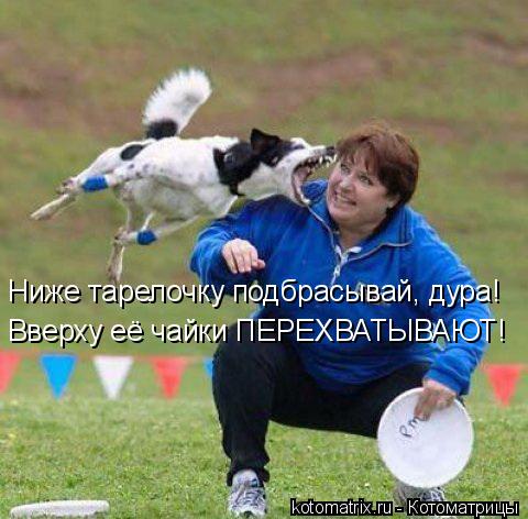 Котоматрица: Ниже тарелочку подбрасывай, дура! Вверху её чайки ПЕРЕХВАТЫВАЮТ!