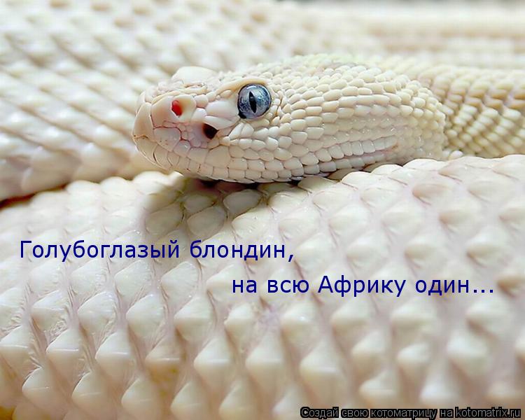 Котоматрица: Голубоглазый блондин, на всю Африку один...