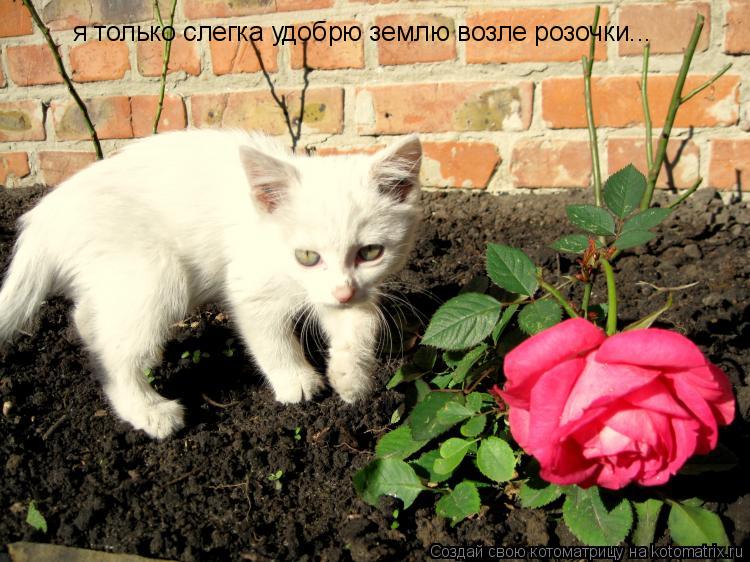 Котоматрица: я только слегка удобрю землю возле розочки...