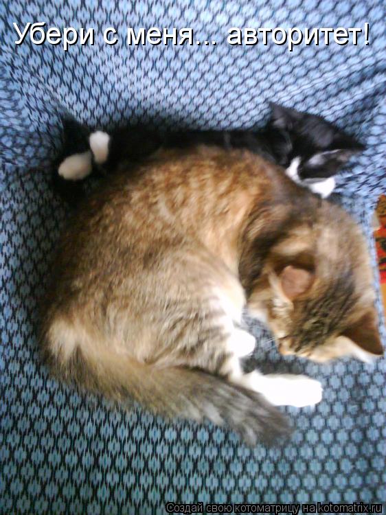Котоматрица: Убери с меня... авторитет!