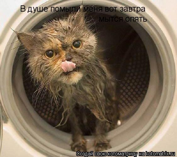 Котоматрица: В душе помыли меня вот завтра   мытся опять