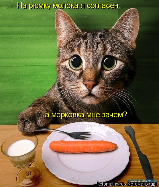 Котоматрица: На рюмку молока я согласен, а морковка мне зачем?