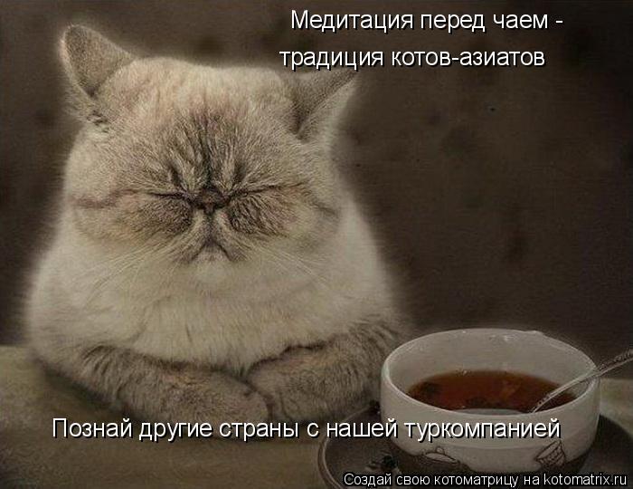 Медитация перед чаем - традиция котов-азиатов Познай другие страны с нашей туркомпанией... Котоматрица: Медитация перед чаем - традиция котов-азиатов Познай другие страны с нашей туркомпанией