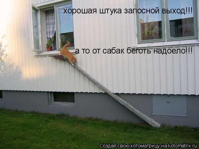 Котоматрица: а то от сабак беготь надоело!!! хорошая штука запосной выход!!!