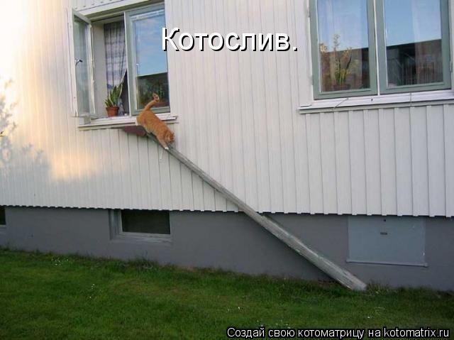 Котоматрица: Котослив.