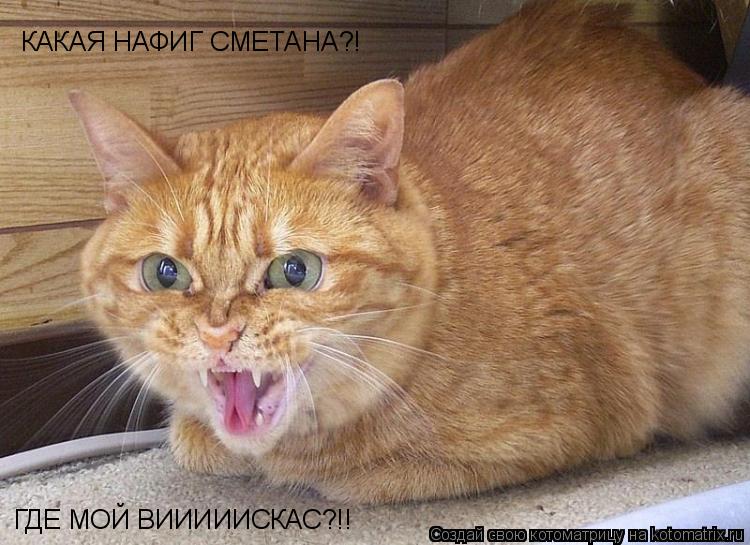 Котоматрица: КАКАЯ НАФИГ СМЕТАНА?! ГДЕ МОЙ ВИИИИИСКАС? ГДЕ МОЙ ВИИИИИСКАС? ГДЕ МОЙ ВИИИИИСКАС?!!