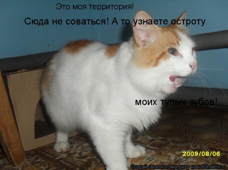 Котоматрица: Это моя территория!  Сюда не соваться! А то узнаете остроту  моих тупых зубов!