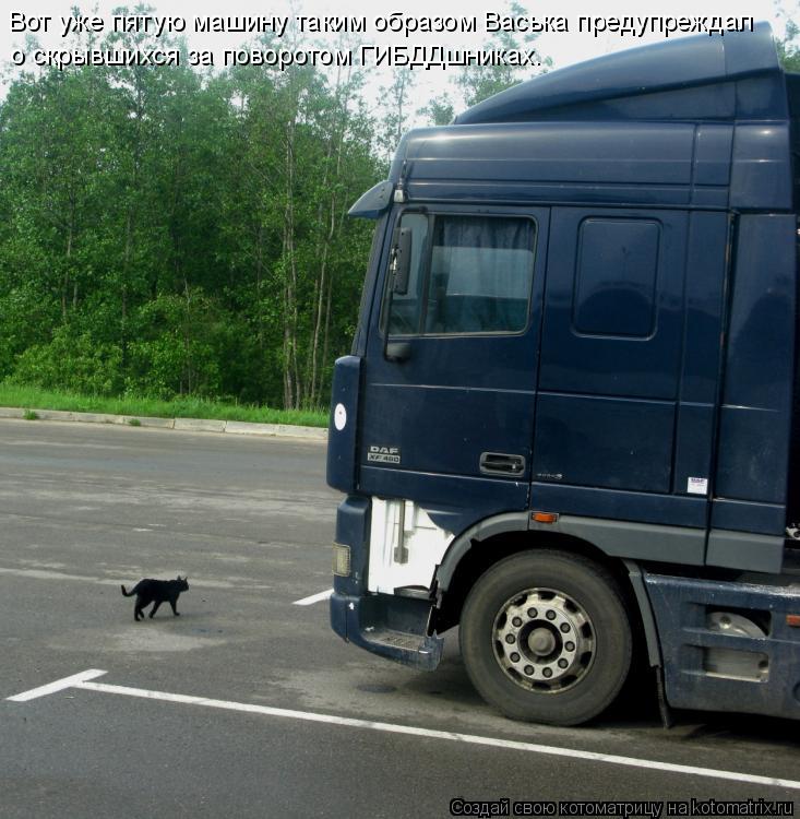 Котоматрица: Вот уже пятую машину таким образом Васька предупреждал о скрывшихся за поворотом ГИБДДшниках.
