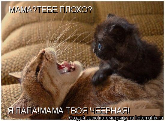 Котоматрица: МАМА?ТЕБЕ ПЛОХО? Я ПАПА!МАМА ТВОЯ ЧЕЕРНАЯ!