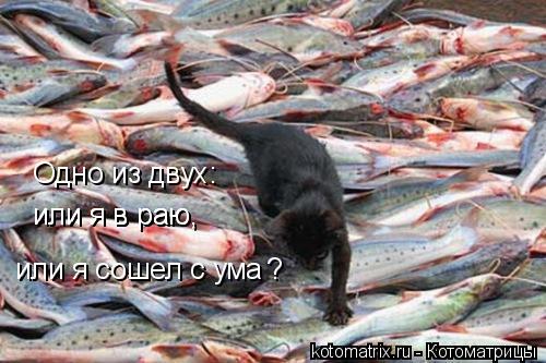 Котоматрица: Одно из двух: или я сошел с ума или я в раю, или я в раю, ?