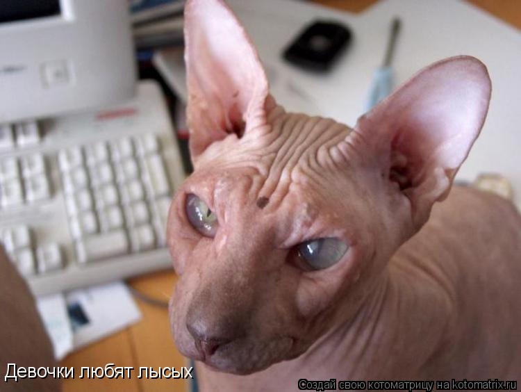 Котоматрица: Девочки любят лысых