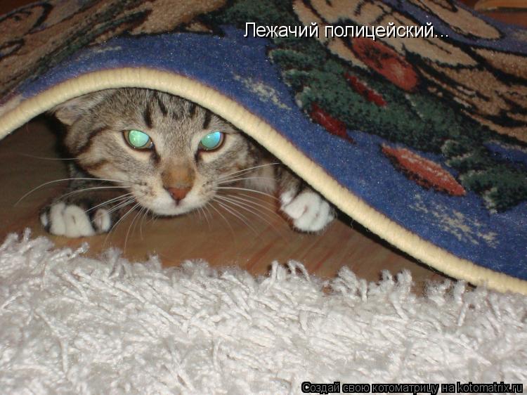 Котоматрица: Лежачий полицейский...