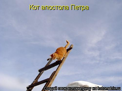 Кот апостола Петра... Котоматрица: Кот апостола Петра