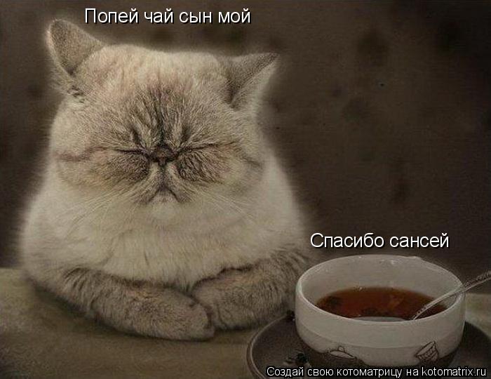 Котоматрица: Попей чай сын мой Спасибо сансей
