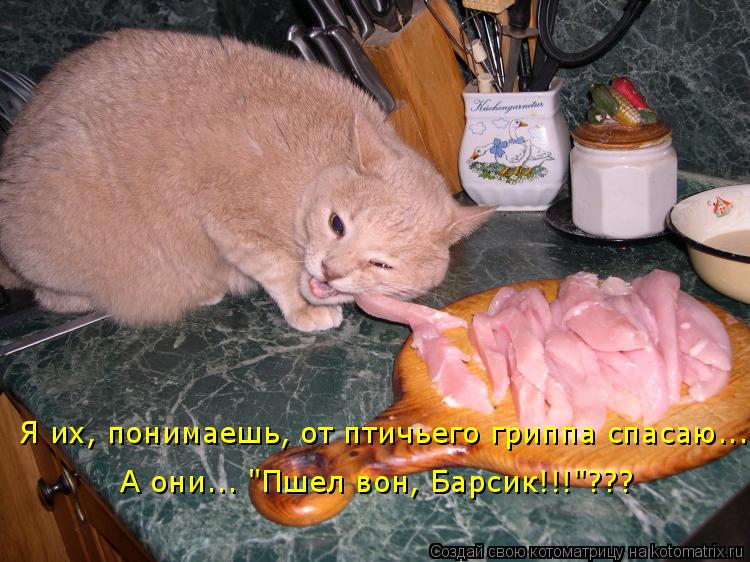 Котоматрица: Я их, понимаешь, от птичьего гриппа спасаю... А они... "Пшел вон, Барсик!!!"???