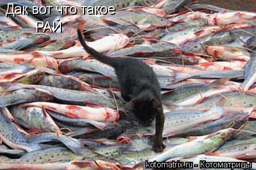 Котоматрица: Дак вот что такое РАЙ