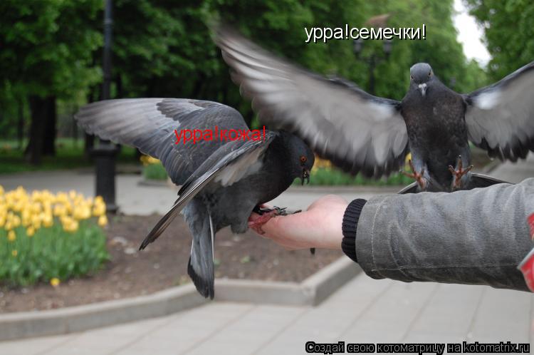 Котоматрица: урра!семечки! урра!кожа!