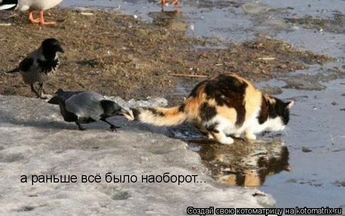 Котоматрица: а раньше всё было наоборот...