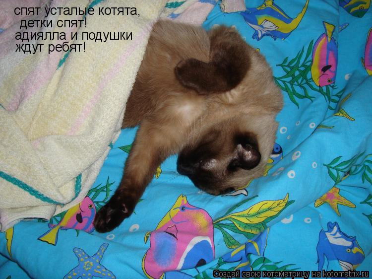 Котоматрица: спят усталые котята, детки спят! адиялла и подушки ждут ребят!