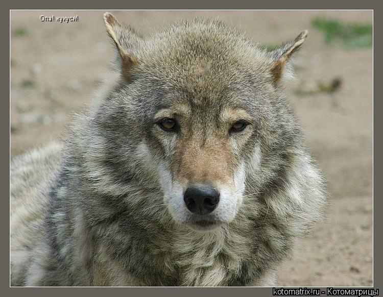 Котоматрица: Опа! кукуся!