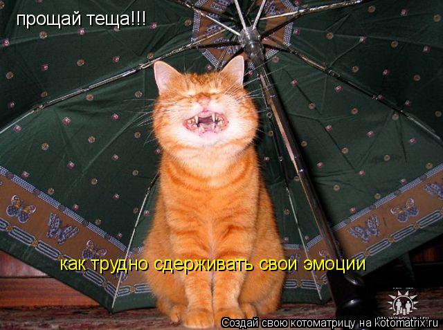 Котоматрица: прощай теща!!! как трудно сдерживать свои эмоции