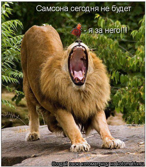 Котоматрица: Самсона сегодня не будет - я за него!!!