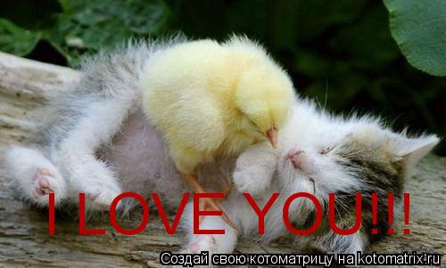 I LOVE YOU!!!... Котоматрица: I LOVE YOU!!!
