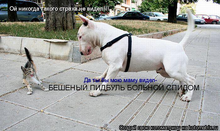 Да ты бы мою маму видел- БЕШЕНЫЙ ПИДБУЛЬ БОЛЬНОЙ СПИДОМ Ой никогда такого страха не видел!!!... Котоматрица: Да ты бы мою маму видел- БЕШЕНЫЙ ПИДБУЛЬ БОЛЬНОЙ СПИДОМ Ой никогда такого страха не видел!!!