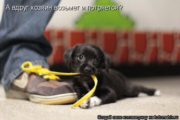 А вдруг хозяин возьмет и потряется?... Котоматрица: А вдруг хозяин возьмет и потряется?